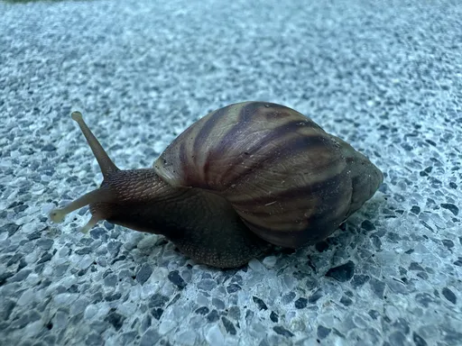 Kotilo