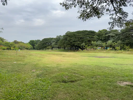 Aukea