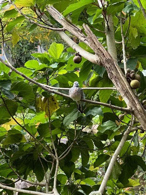 Puoliso