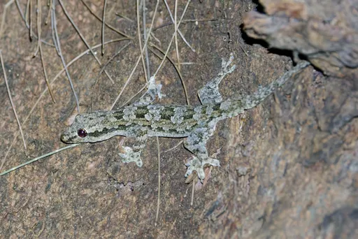 Gekko