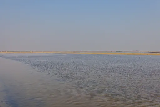 Lintuja altaassa