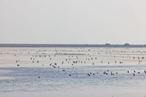 Vesilintuja