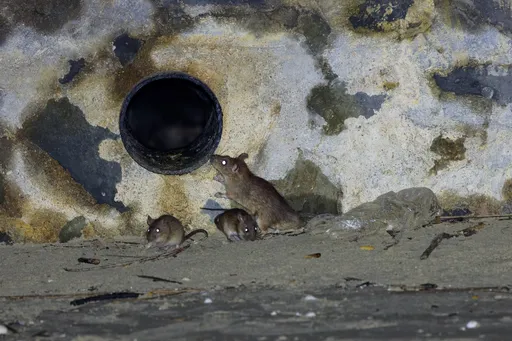 Rattus viemäriensis siamensis