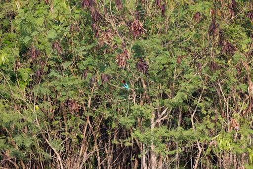 Kuningaskalastaja pusikossa maksimisuurennoksella