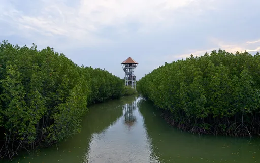 Mangrovepuita
