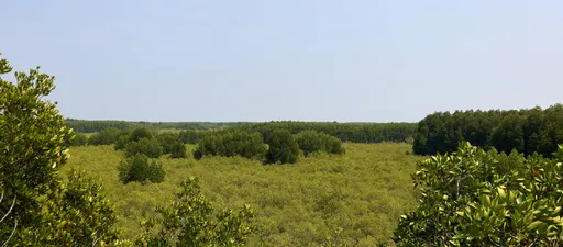 Näkymä mangrovepusikkoon
