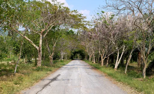 Puutunneli