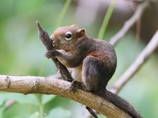 Orava