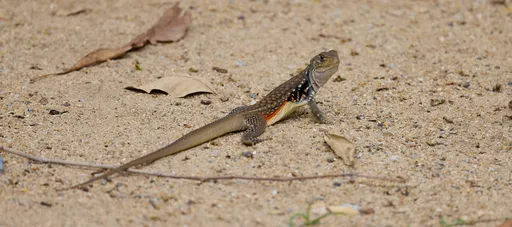 Leiolepis belliana